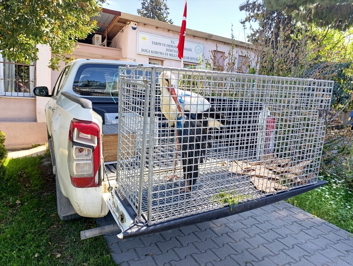 Hatay'ın İskenderun ilçesinde, yaralı halde bulunan leylek tedavi altına alındı.