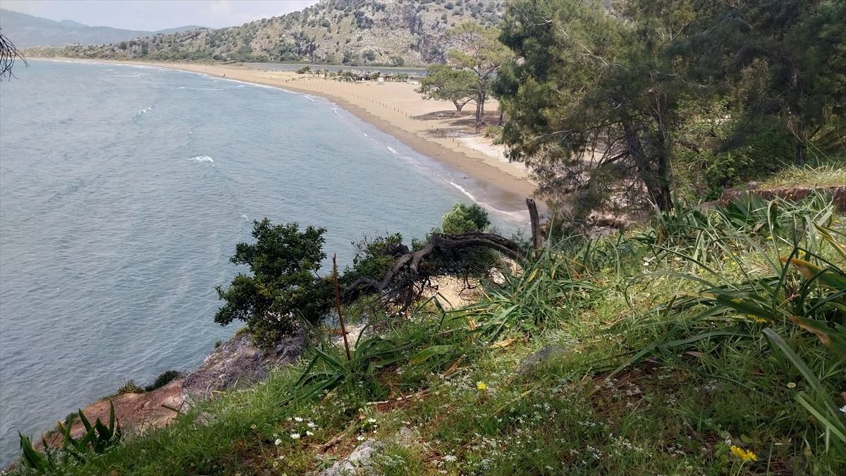 Her yıl binlerce deniz kaplumbağasına ev sahipliği yapan Muğla'nın Ortaca ilçesindeki İztuzu...