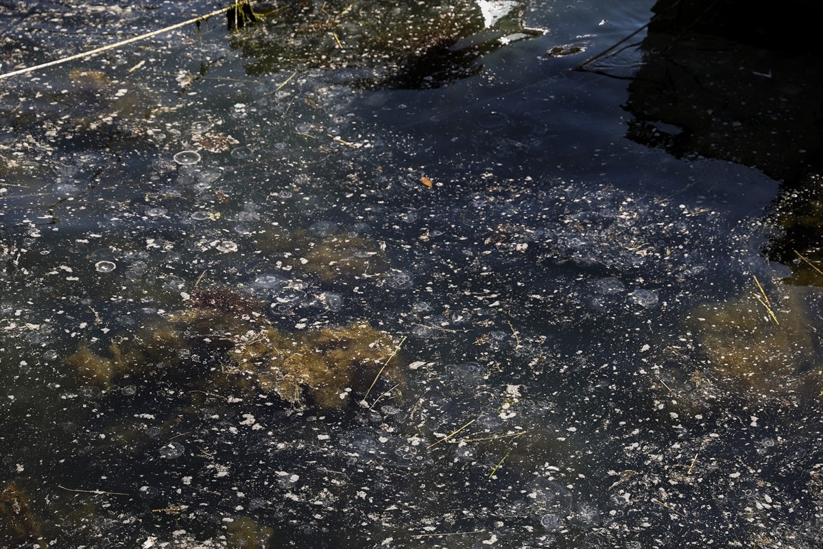 İstanbul'da Beykoz sahilinde deniz yüzeyinde müsilaj görüldü. 