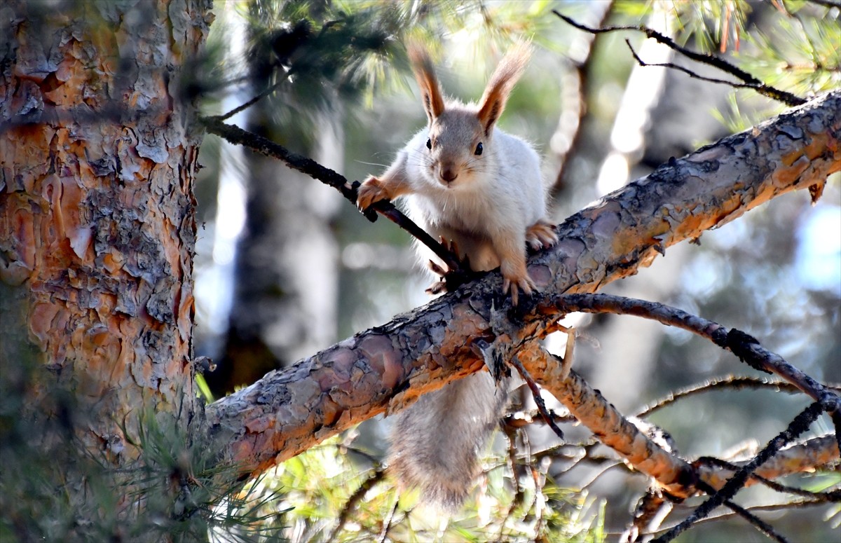 Karların erimeye başladığı Kars'ın Sarıkamış ilçesinde, ormanlar, parklar ve bahçeler kızıl...