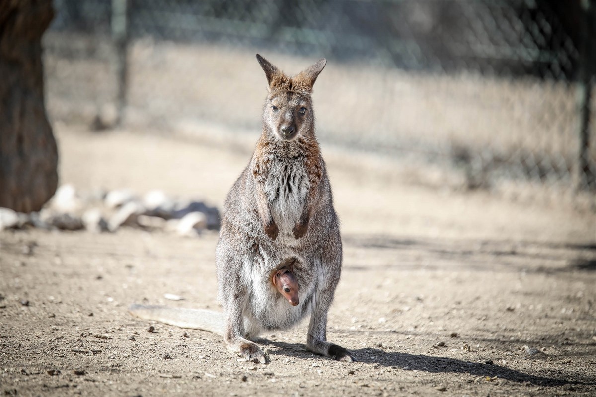 Keçiören Belediyesi Doğal Yaşam Parkı, tiftik keçisi ve valabi türü kangurunun dünyaya getirdiği...