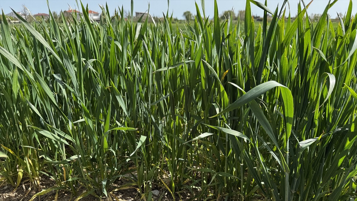 Kırklareli'nde nisan ayında etkili olan kar yağışı ve sağanak buğday ve arpada rekolte...