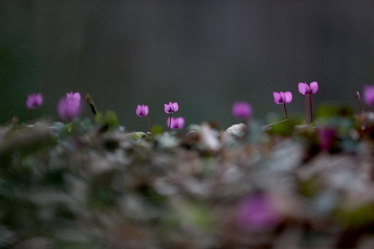 Kırklareli'nde, Türkiye'nin ve Avrupa'nın kayın ve meşe ağırlıklı ağaçlardan oluşan en büyük...