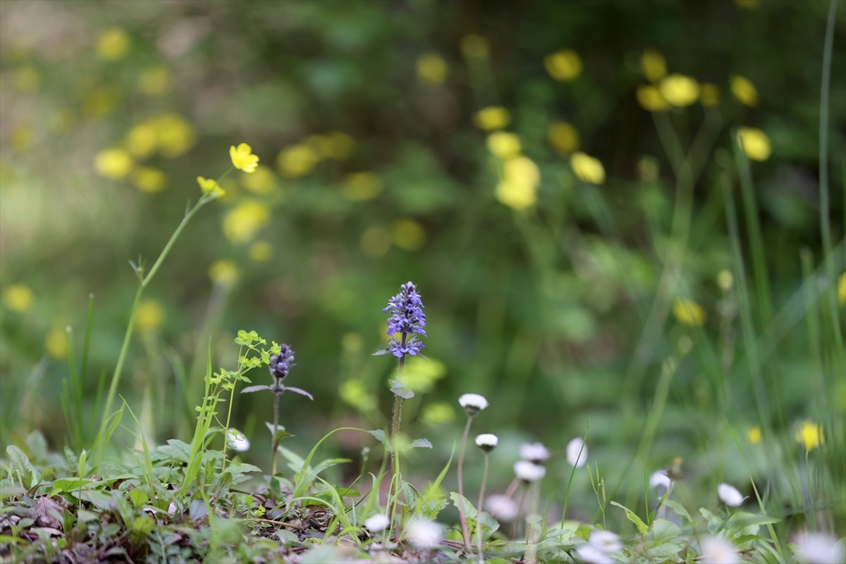 Kırklareli'ndeki, Türkiye'nin ve Avrupa'nın kayın ve meşe ağırlıklı ağaçlardan oluşan en büyük...