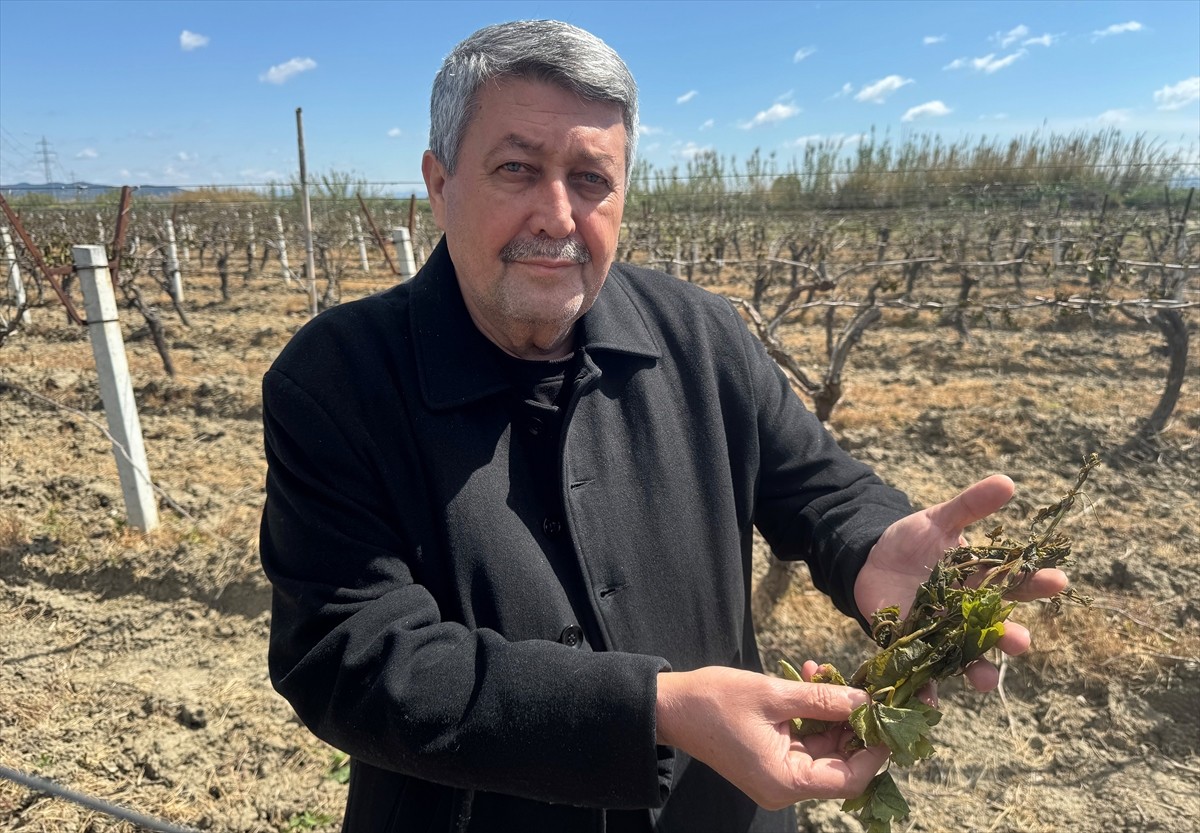 Manisa'da dün sabaha karşı il genelinde özellikle filiz vermeye başlayan üzüm bağları ve bazı...