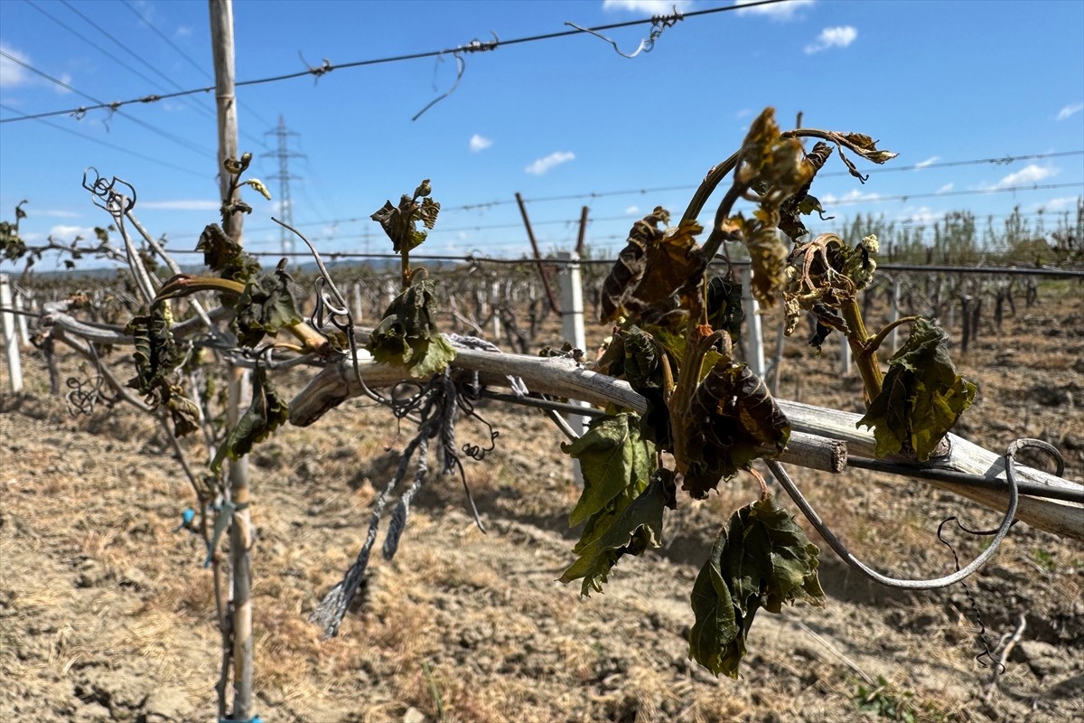 Manisa'da dün sabaha karşı il genelinde özellikle filiz vermeye başlayan üzüm bağları ve bazı...