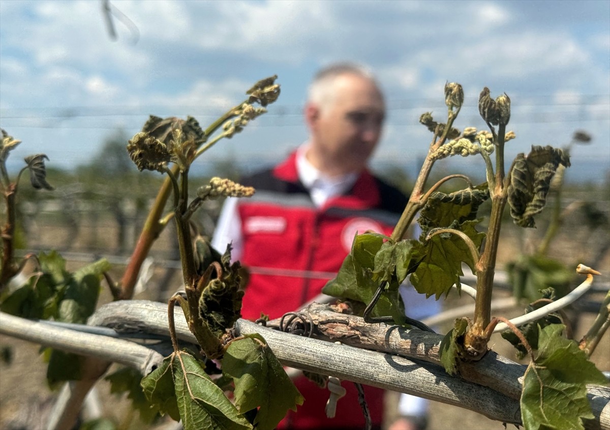 Manisa'da filiz vermeye başlayan üzüm bağları ve bazı tarım alanlarında etkili olan zirai don...