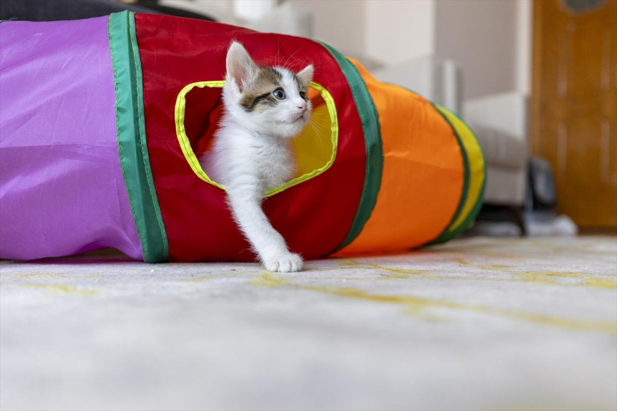 Mersin'de bir camide vaaz kürsüsünün altında doğum yaptıktan sonra sahiplendirilen anne kedinin 3...