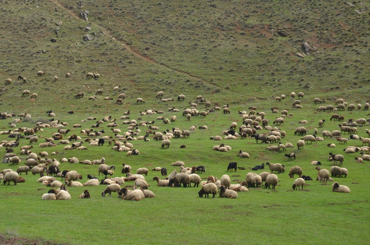 Muş'ta geçen hafta kar yağışı nedeniyle tekrar ağıllara alınan koyun ve kuzular, kar örtüsünün...