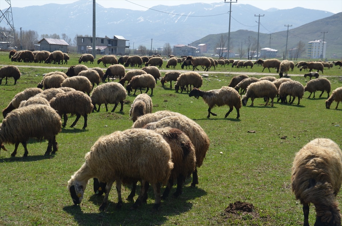 Muş'taki besiciler, kentte geçen çetin kış mevsiminin ardından küçükbaş hayvanlarını meralara...
