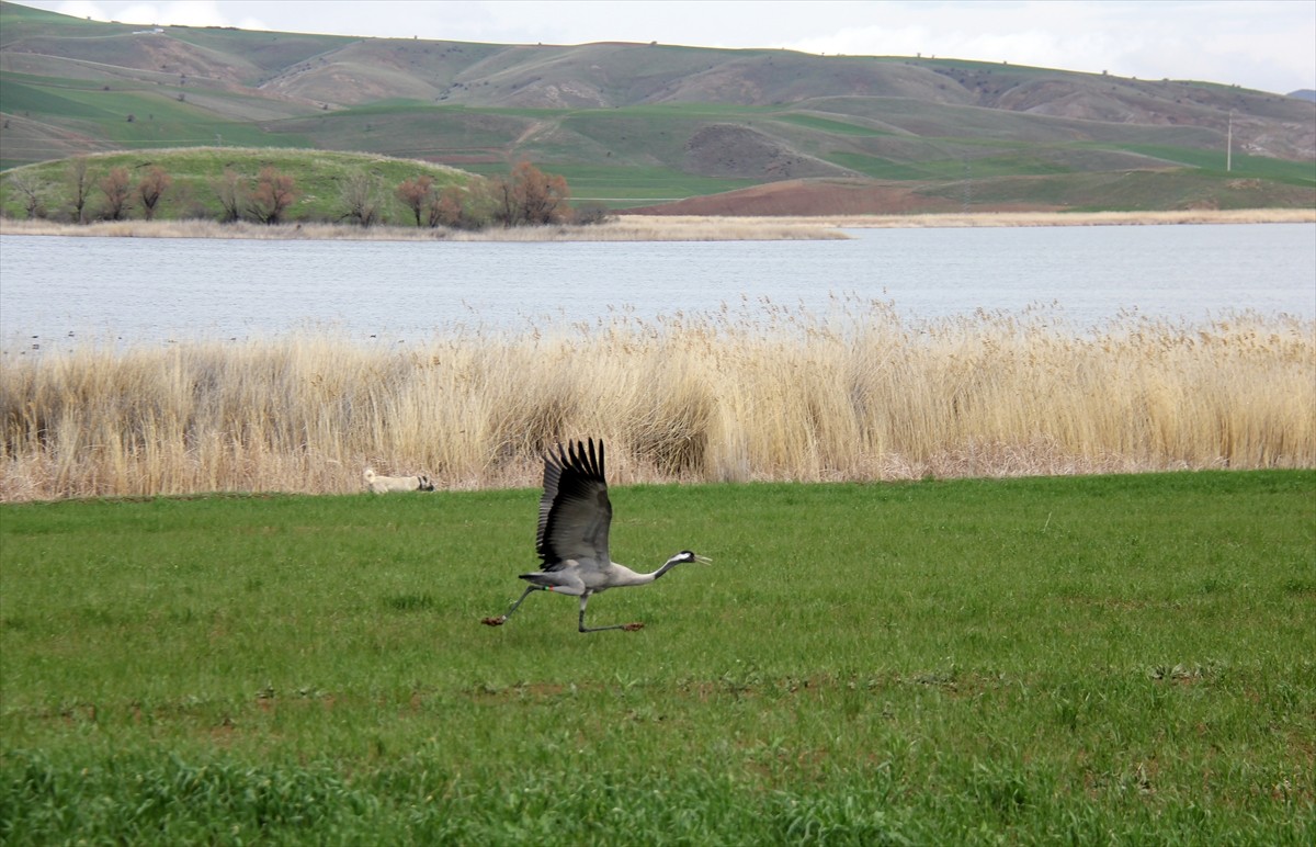 Nesli tehlike altındaki bozkır turnaları, Sivas'ın Hafik ilçesinde görüntülendi.
