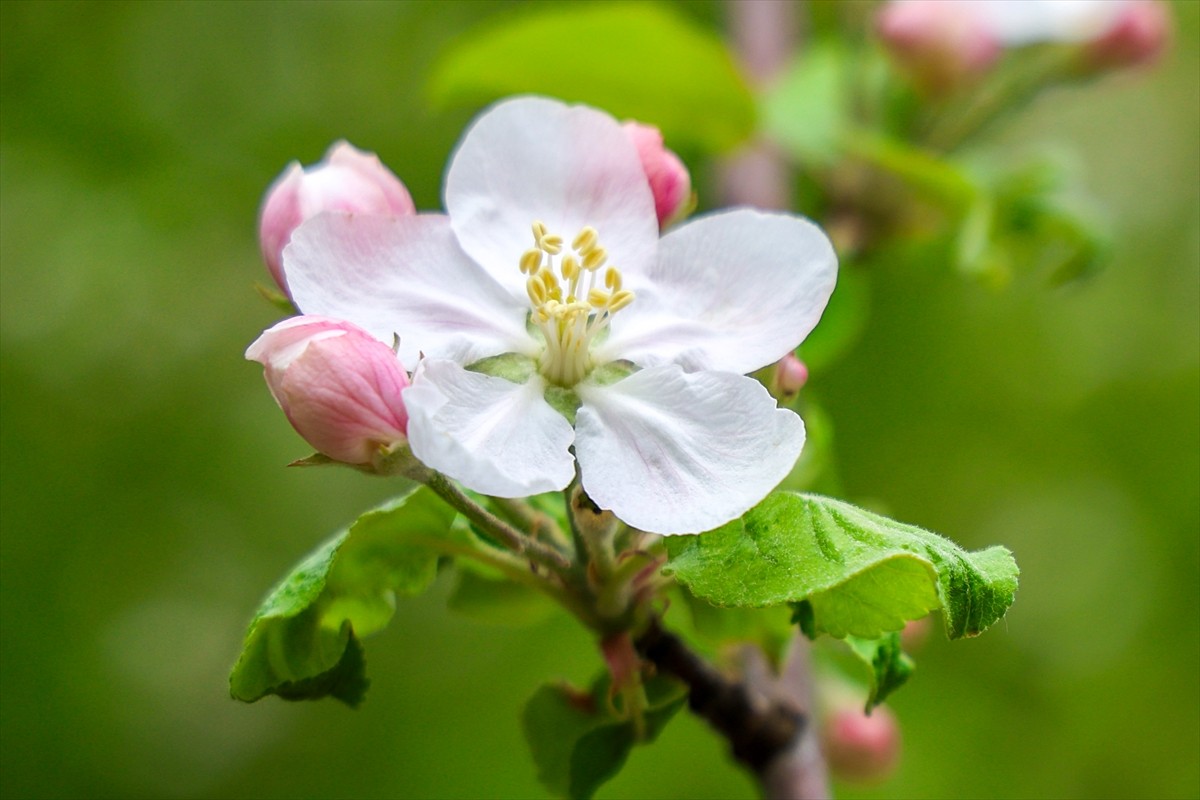 Sakarya'nın Kocaali ve Hendek ilçeleri arasında 900 metre rakımda yer alan Çam Dağı'nda, baharda...