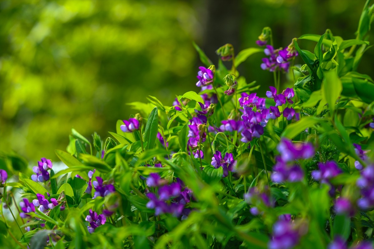 Sakarya'nın Kocaali ve Hendek ilçeleri arasında 900 metre rakımda yer alan Çam Dağı'nda, baharda...