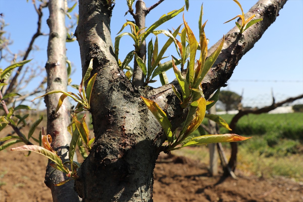 Son yıllarda etkileri giderek artan küresel ısınma, meyve bahçelerinde ciddi rekolte kayıplarına...