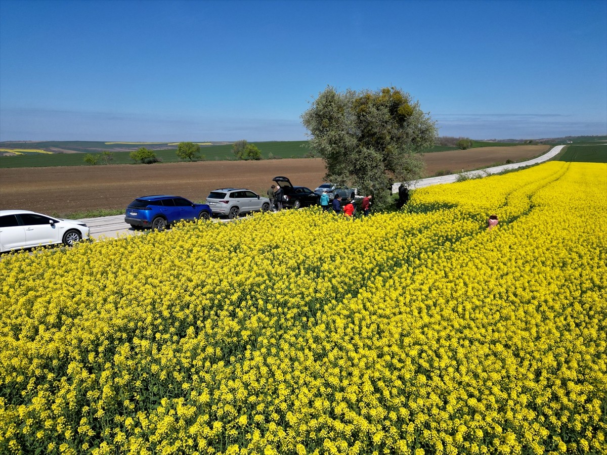 Tekirdağ'da çiçek açan kanola bitkisiyle sarıya bürünen tarlalar fotoğrafçıların doğal stüdyosu...