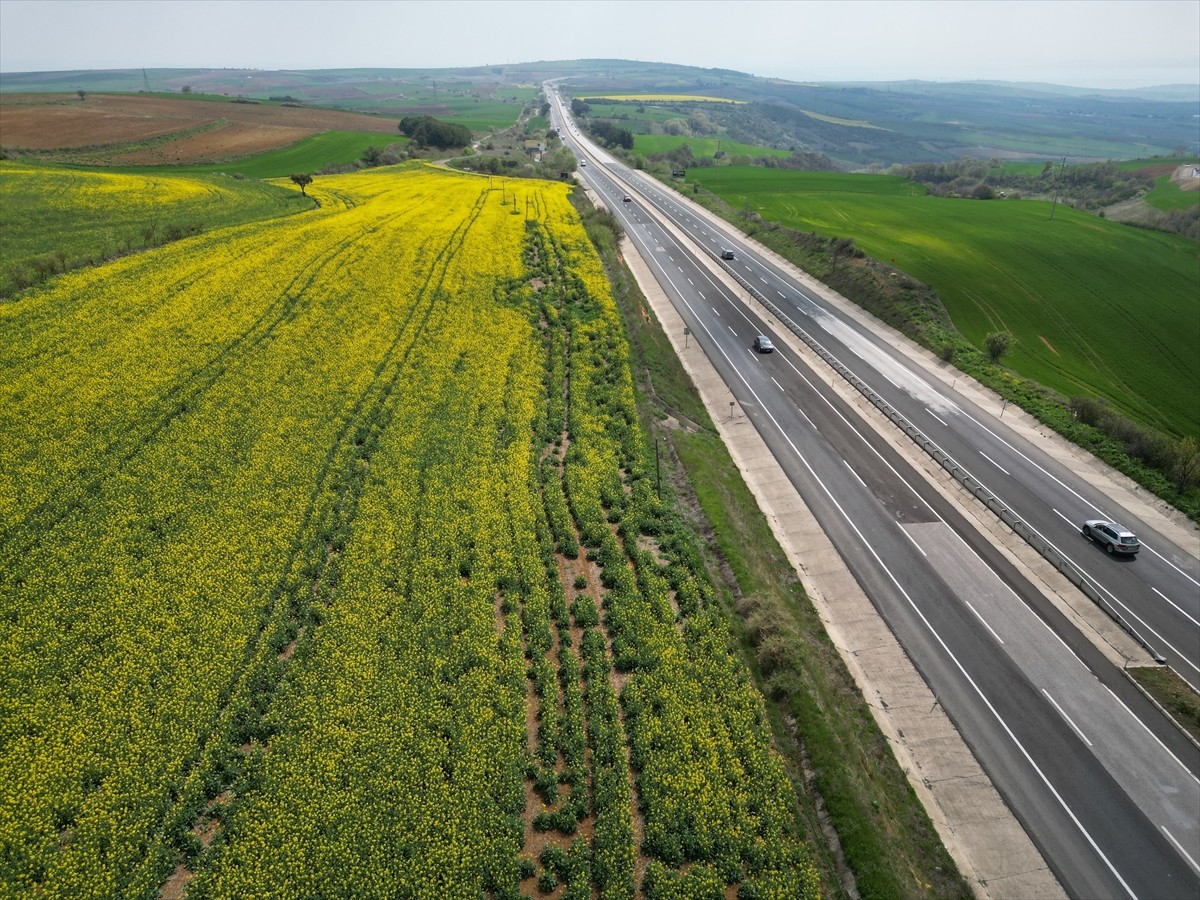 Tekirdağ'da kanolaların çiçek açmasıyla renklenen tarlalar, Tekirdağ-İstanbul kara yolunu kullanan...
