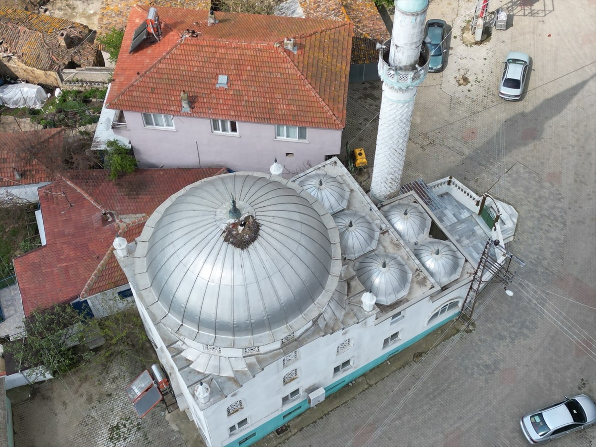 Tekirdağ'da Karahisarlı Camisi 10 yıldır leyleklere yuva oluyor. Süleymanpaşa ilçesi Karahisarlı...