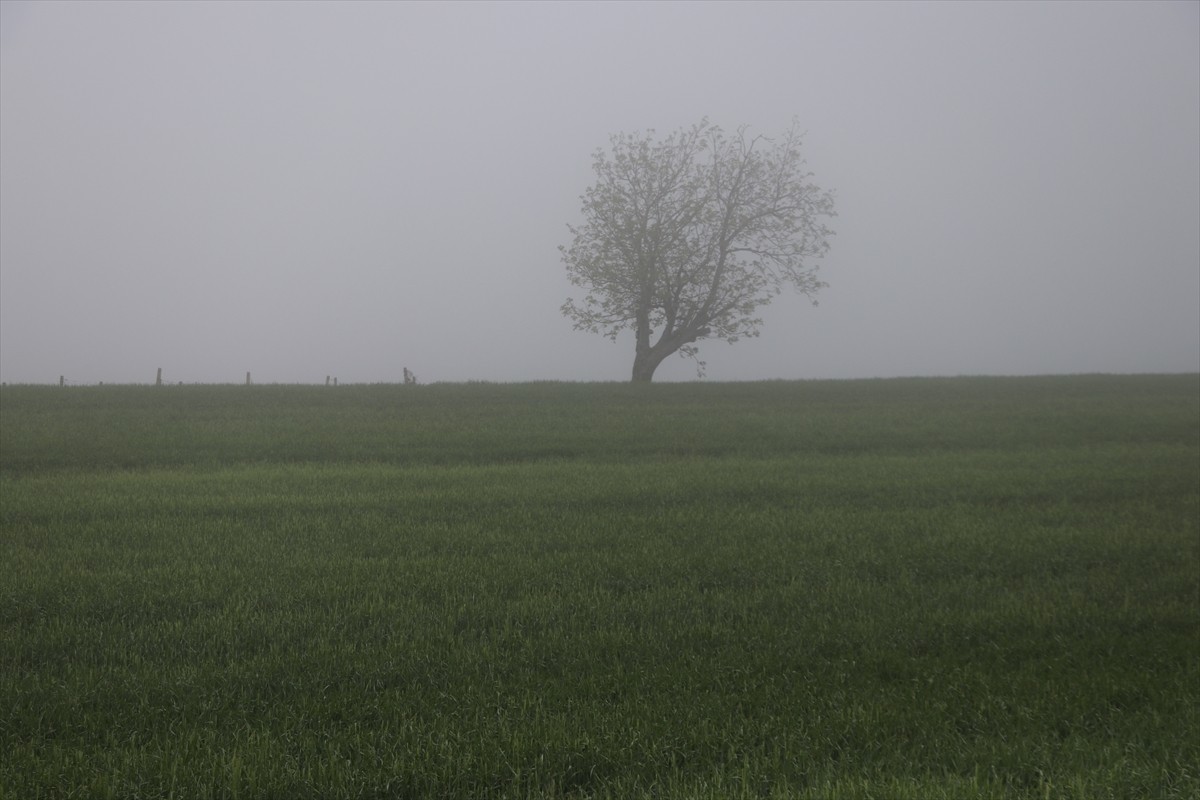 Tekirdağ'da sis nedeniyle görüş mesafesi 40 metreye kadar düştü.