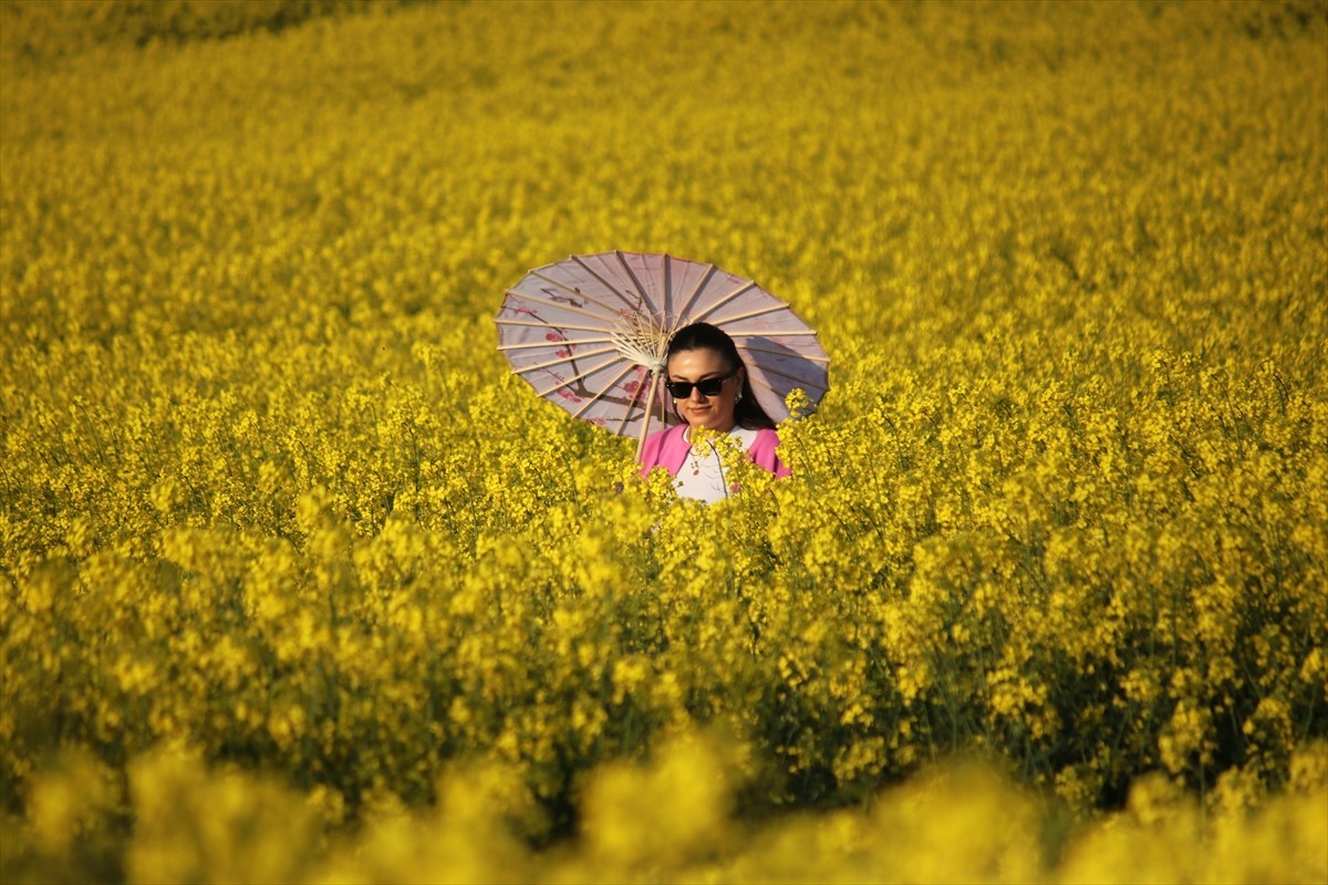 Tekirdağ, çiçek açan kanola bitkisiyle sarıya bürünen tarlaları sebebiyle fotoğrafçıları...
