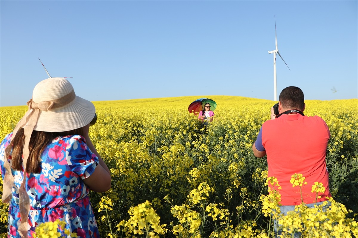 Tekirdağ, çiçek açan kanola bitkisiyle sarıya bürünen tarlaları sebebiyle fotoğrafçıları...