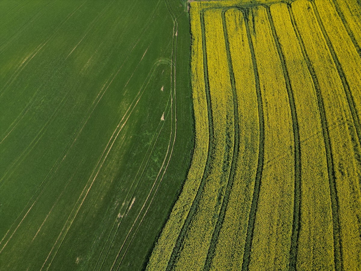Tekirdağ Tarım ve Orman Müdürü Mehmet Aksoy, arılara zarar verilmemesi için kanola tarlalarında...