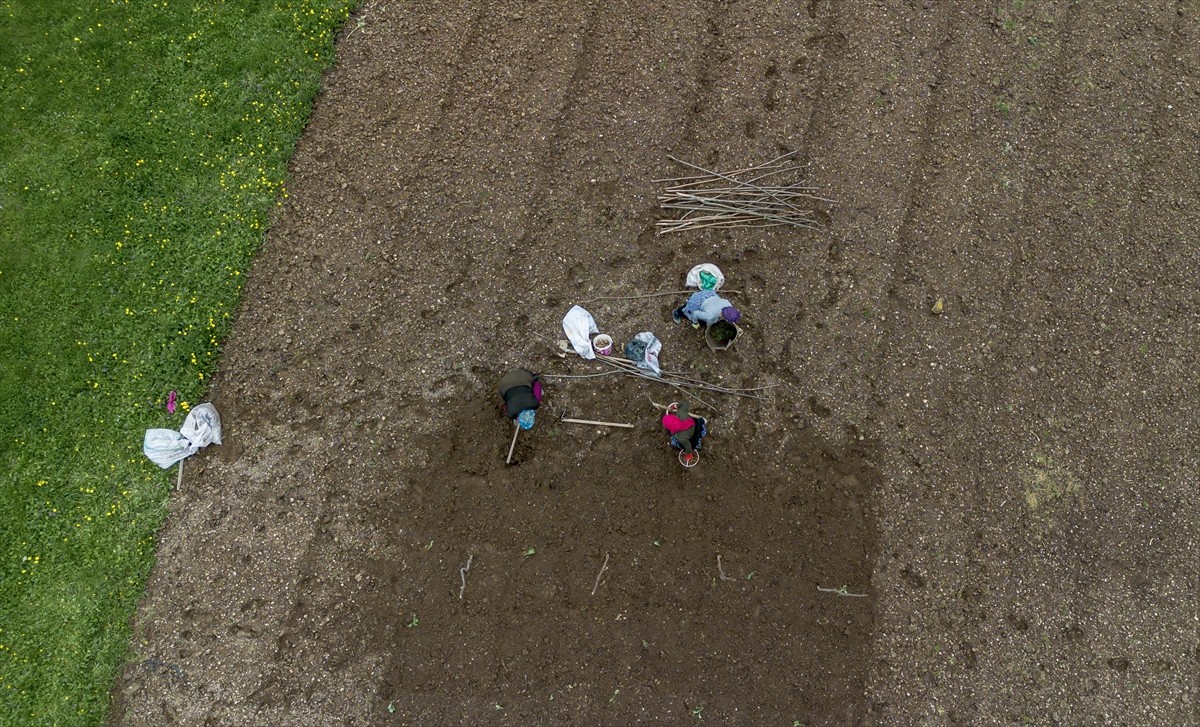 Trabzon'un Tonya ilçesine bağlı Kalınçam Mahallesi'nde çiftçiler, tarlalarda geleneksel...