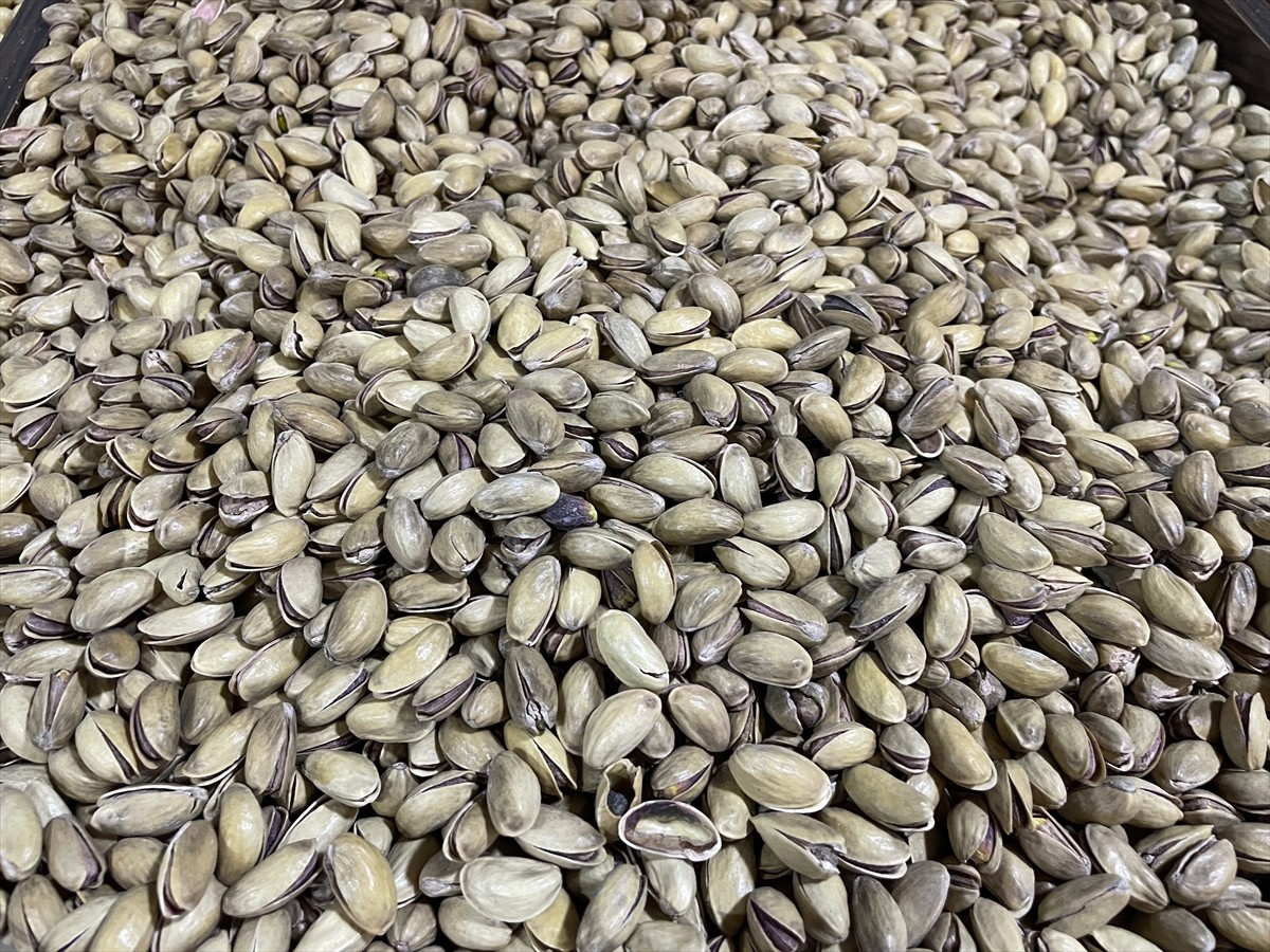 Türkiye'nin Antep fıstığı üreticisi konumundaki kentlerinden Şanlıurfa'da, ürünlerin sağlıklı...