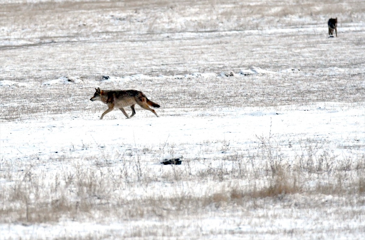Türkiye'nin en yüksek yerleşim yerlerinden Kars'ın Sarıkamış ilçesinde, kurtlar ve kızıl tilkiler...