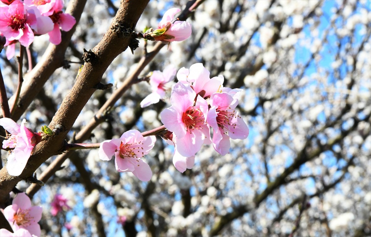 Türkiye'nin önemli meyve üretim merkezlerinden Çanakkale'nin Lapseki ilçesinde, ağaçların...