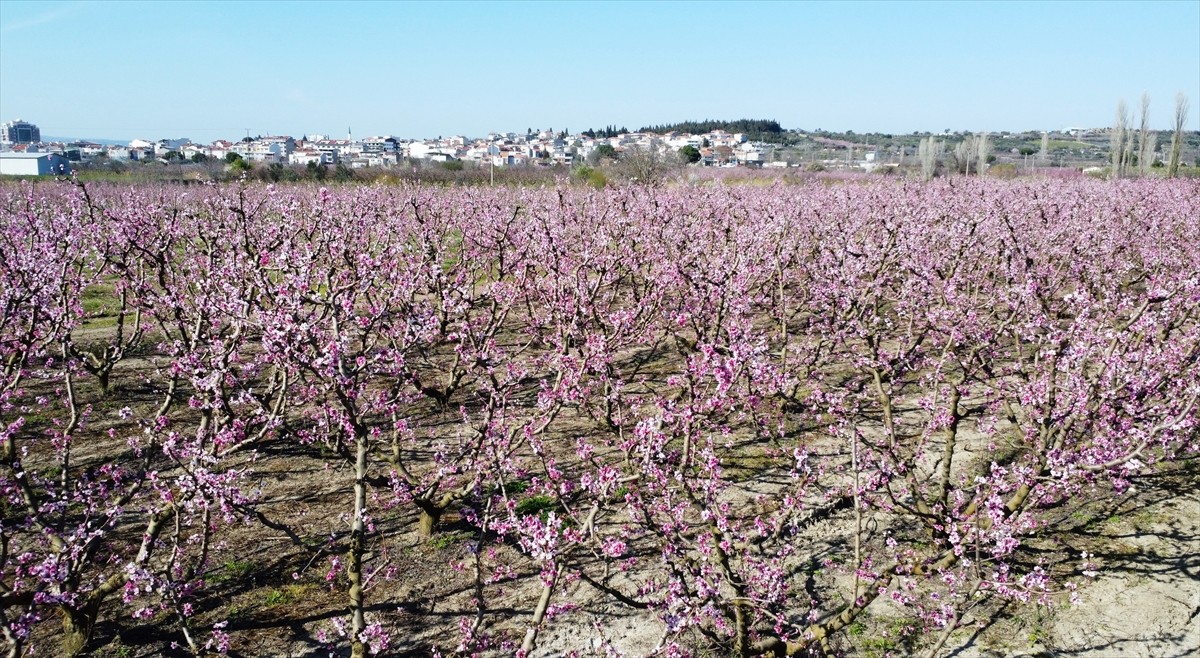 Türkiye'nin önemli meyve üretim merkezlerinden Çanakkale'nin Lapseki ilçesinde, ağaçların...