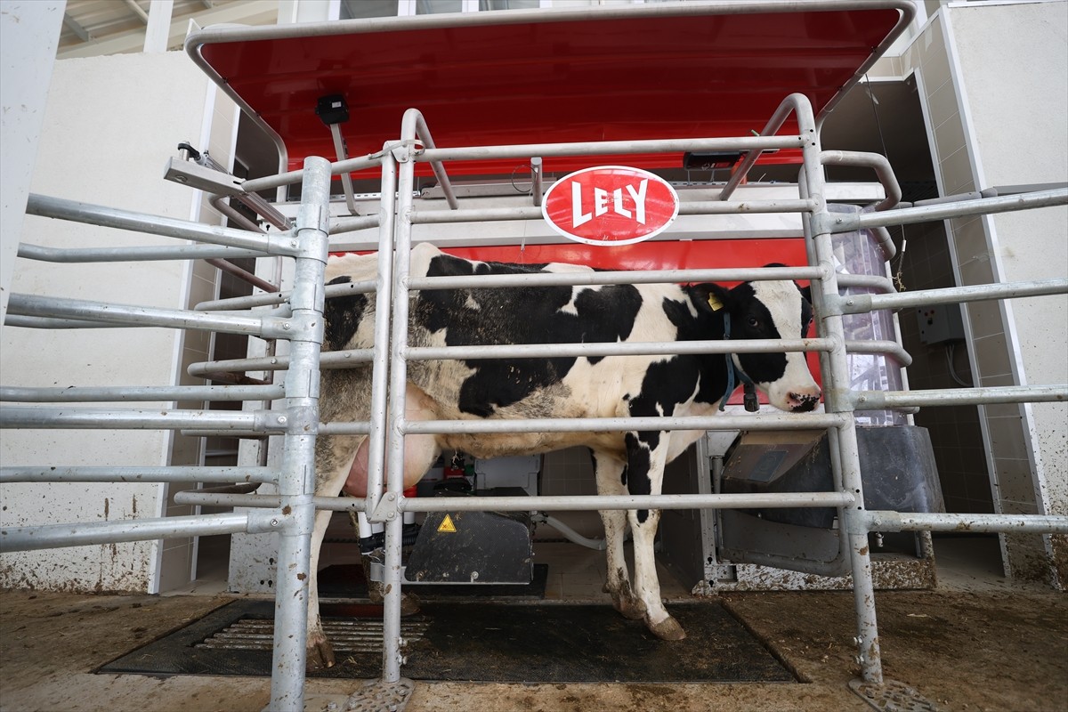 Türkiye'nin önemli süt üretim merkezlerinden Kırklareli'nde 20 işletmede süt sağım robotlarıyla...