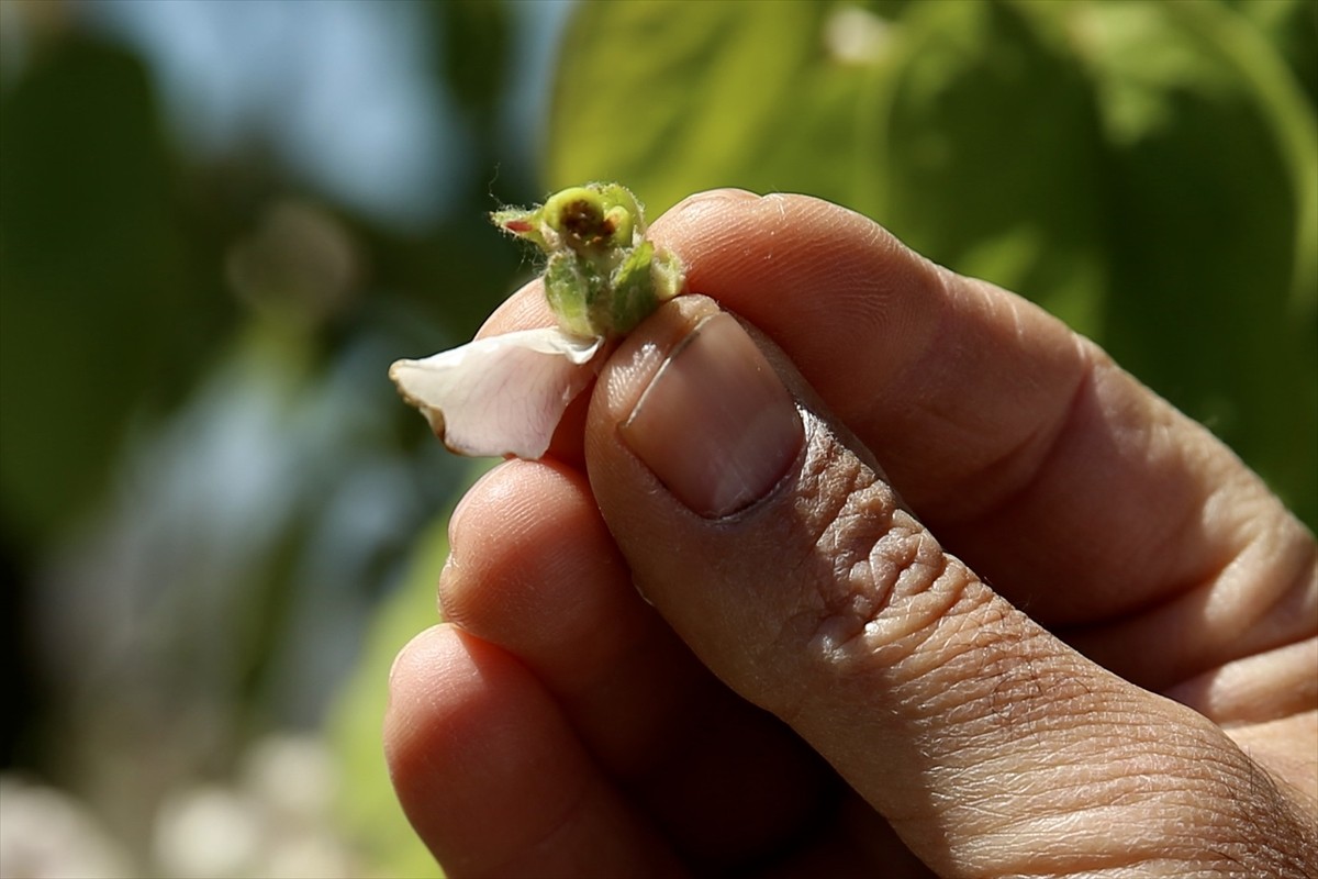 Türkiye Ziraat Odaları Birliği (TZOB) Genel Başkanı Şemsi Bayraktar, Sakarya'nın Geyve ve Pamukova...