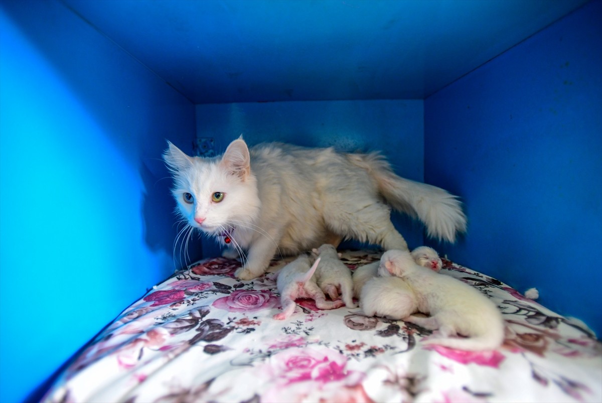 Van Yüzüncü Yıl Üniversitesi (YYÜ) Van Kedisi Araştırma ve Uygulama Merkezinde koruma altında...
