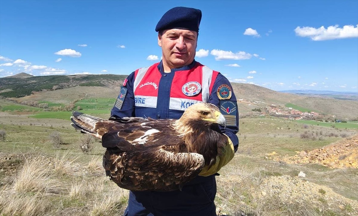 Yozgat'ın Sorgun ilçesinde jandarma ekiplerince yaralı halde bulunan kaya kartalı tedavi altına...