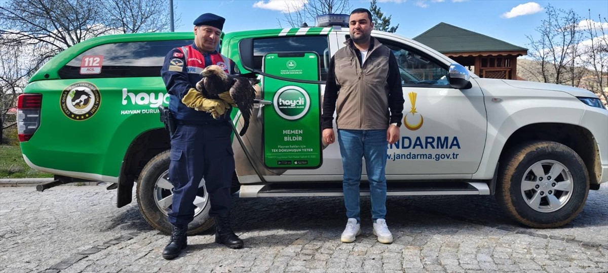 Yozgat'ın Sorgun ilçesinde jandarma ekiplerince yaralı halde bulunan kaya kartalı tedavi altına...