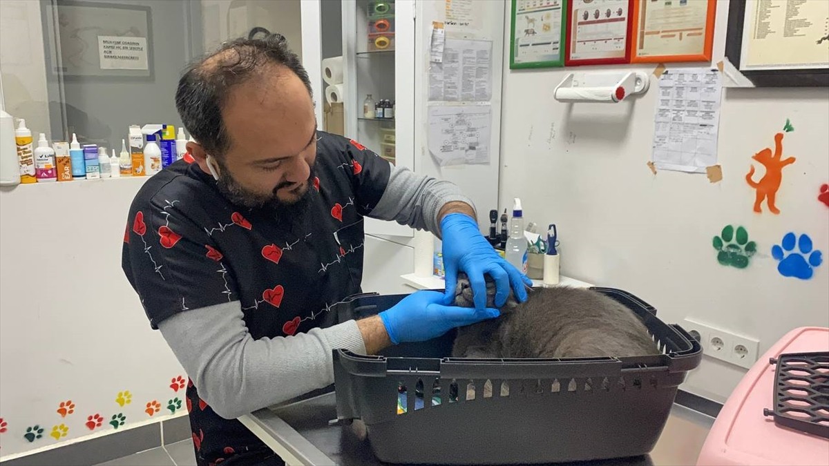 Zonguldak'ta dişi kırılan kediye, sahibinin talebi üzerine altından diş yapıldı.