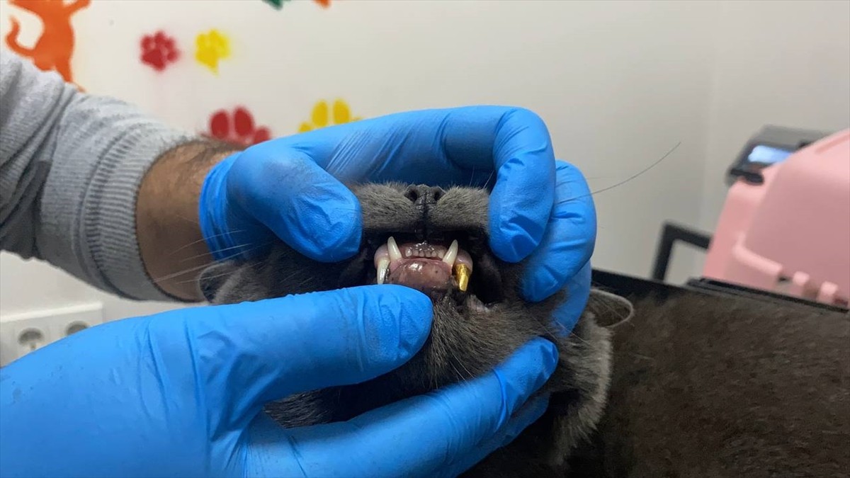 Zonguldak'ta dişi kırılan kediye, sahibinin talebi üzerine altından diş yapıldı.