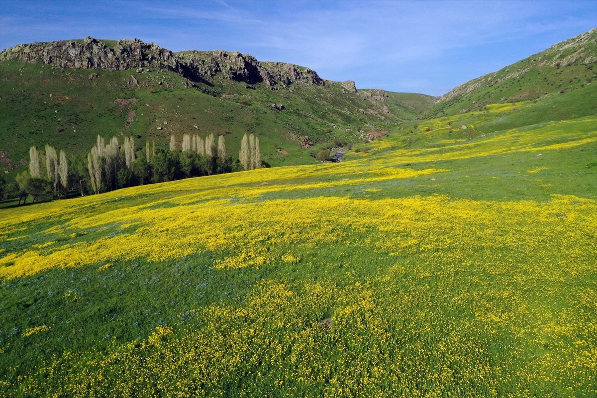 Ağrı'da ilkbaharın gelişiyle dağ köylerindeki araziler rengarenk çiçeklerle kaplandı. Küçükbaş...
