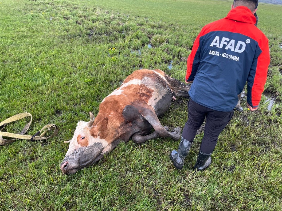 Ardahan'da çamurda mahsur kalan inek, AFAD ekiplerince kurtarıldı.