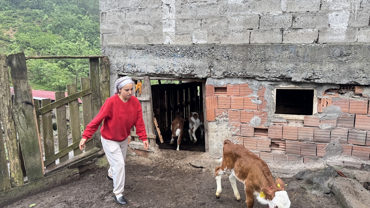 Artvin'in Kemalpaşa ilçesinde bir besicinin ineği dördüz doğurdu.