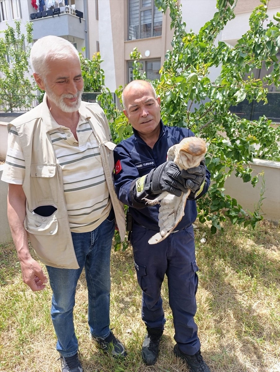  Balıkesir'in Burhaniye ilçesinde balkon pervazına takılarak yaralanan baykuş, itfaiye ekiplerince...