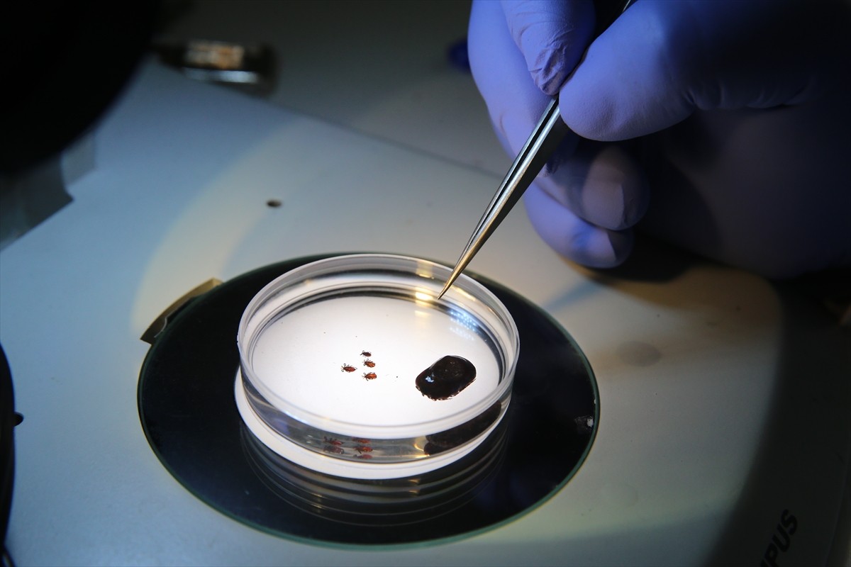 Bazı kenelerin toplu iğnenin başı kadar küçük olabildiği, bu nedenle, arazi dönüşü insanların...