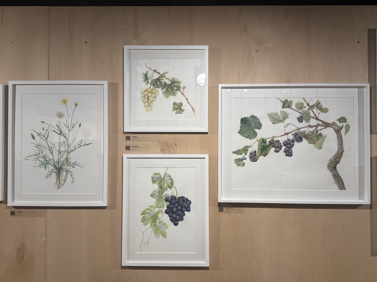 Botanik illüstrasyon aracılığıyla Anadolu'daki bitki çeşitliliğini görünür kılmayı amaçlayan...