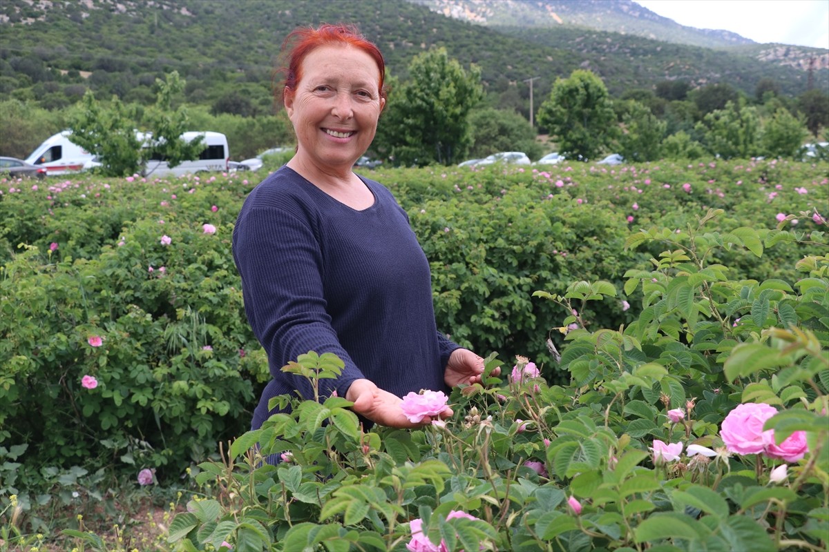 Burdur'da düzenlenen Doğa Festivali (DoğaFest) etkinlikleri kapsamında, gül hasadı, yapıldı....