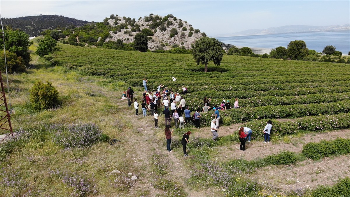 Burdur'da gül hasadının başlamasıyla göl manzaralı gül bahçelerine yerli ve yabancı turistlerin...