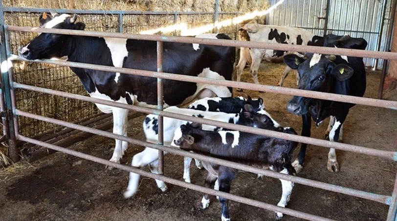 Çiftçilerin Beklediği Buzağı Destekleri İçin Son Başvuru Tarihi Açıklandı!