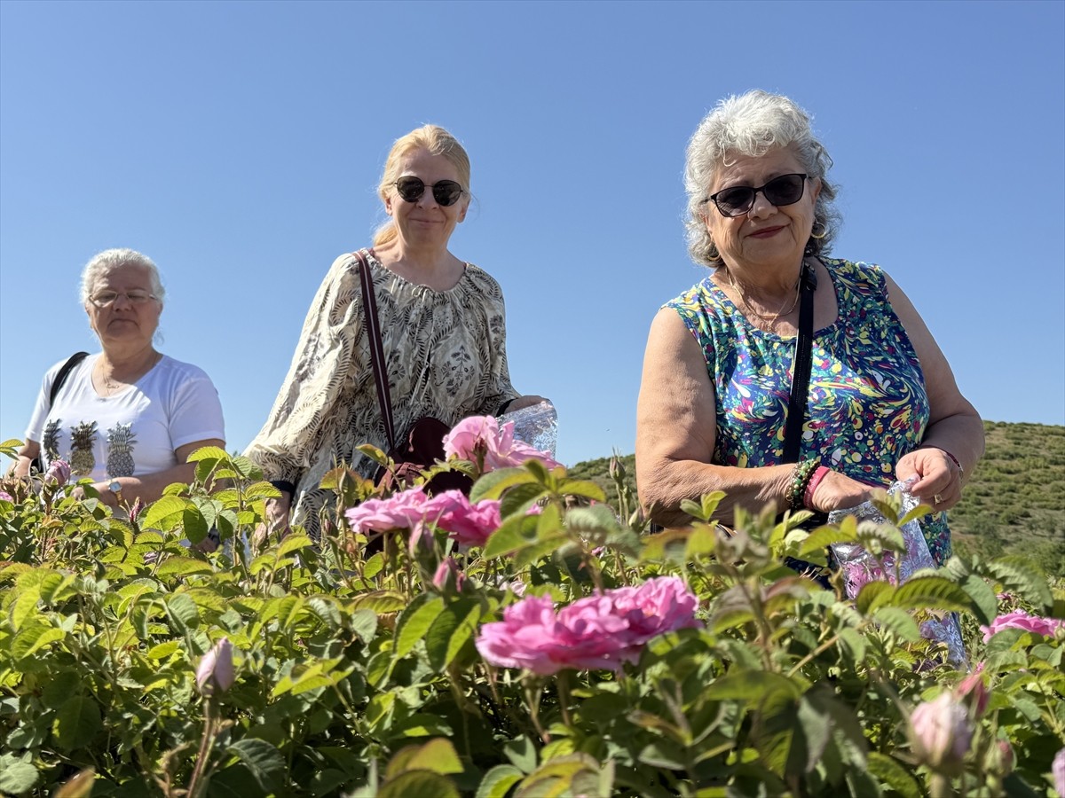Dünya gül yağı üretiminin yüzde 65'inin karşılandığı Isparta'da gül hasadı başladı.