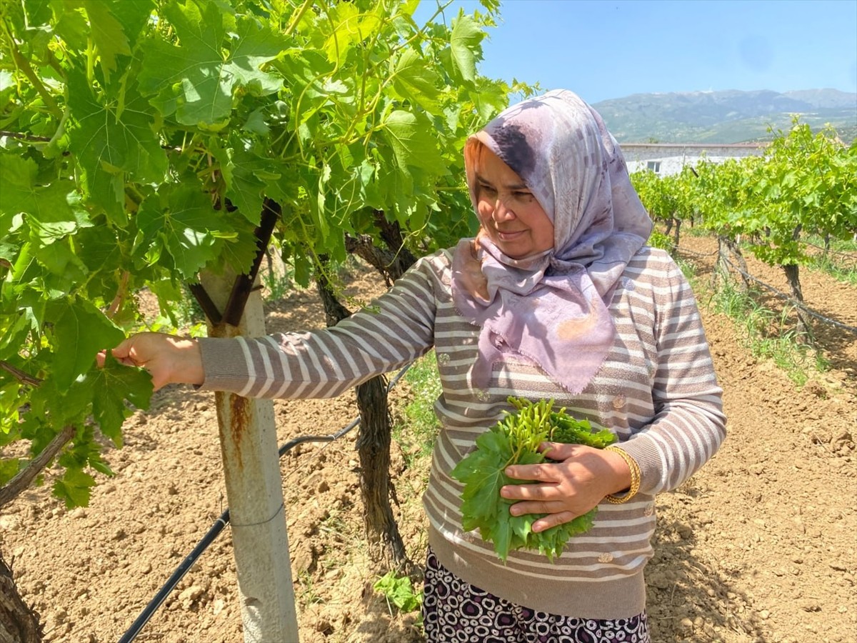 Dünyanın önde gelen üzüm üretim merkezlerinden Manisa'nın Alaşehir ilçesinde çiftçiler, mayıs...