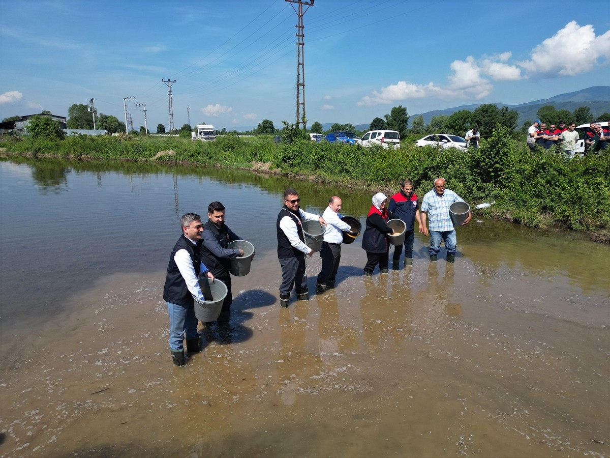 Düzce'de, coğrafi işaretli Konuralp pirincinin ekimi gerçekleştirildi. Ekim törenine Düzce Valisi...