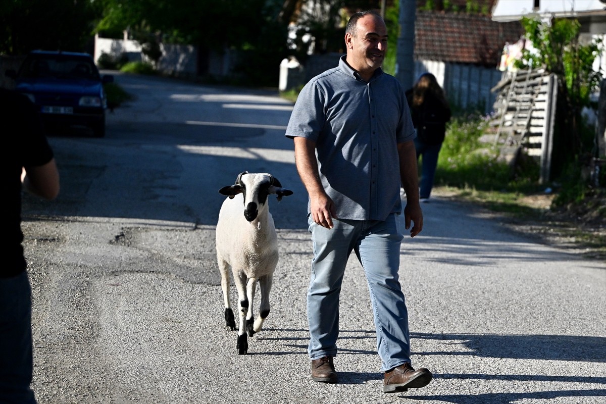 Düzce'de yaşayan Abdullah Gül, kurbanlık aldığı koçla arkadaş gibi olduklarını söyledi. Darıcı...